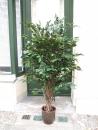 Künstlicher Ficus de luxe 1,50m Liana grüne Blätter Top-Qualität